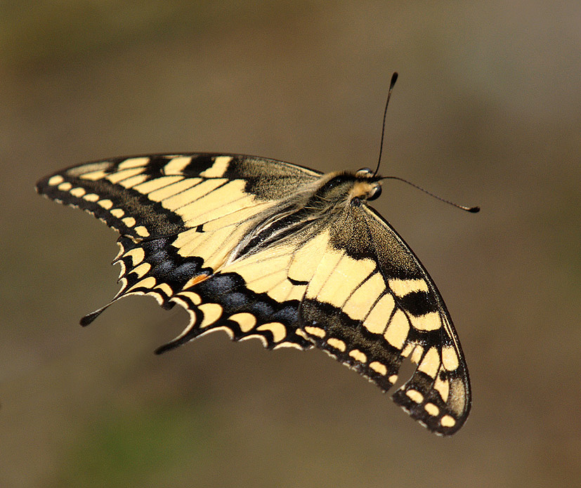 Papilio machaon in volo